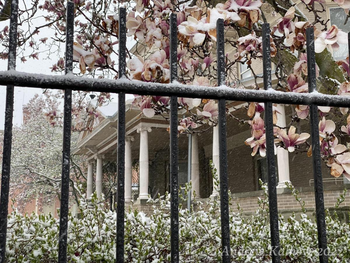 Late snow on magnolia by Seneca County Historical Museum.